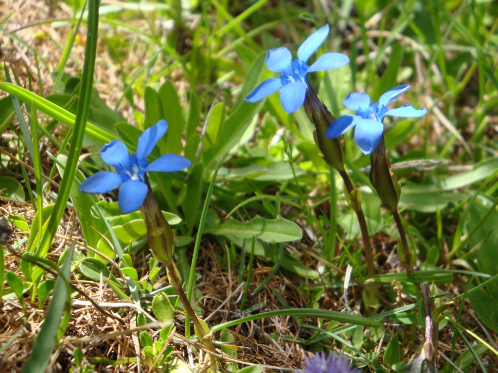 Gentiana verna o rostanii?